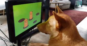 บริษัทอังกฤษเปิดตัววิดีโอเกมเพื่อพัฒนาการทางสมองสำหรับน้องหมา
