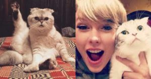 น้องแมวของ Taylor Swift ติดโผสัตว์เลี้ยงที่รวยที่สุดอันดับ 3 ของโลก