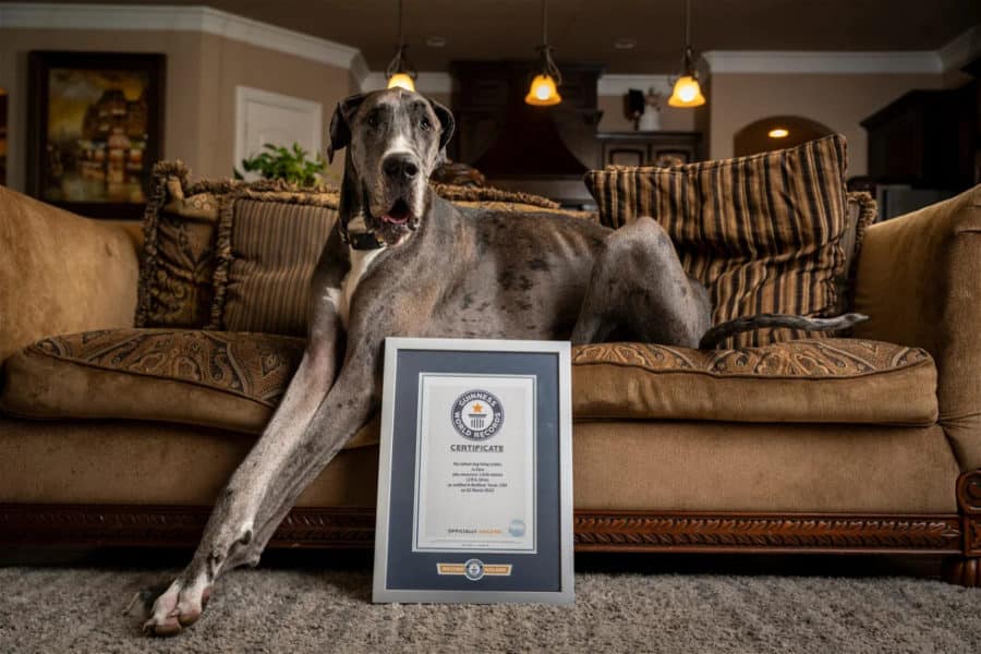 Zeus the Great Dane