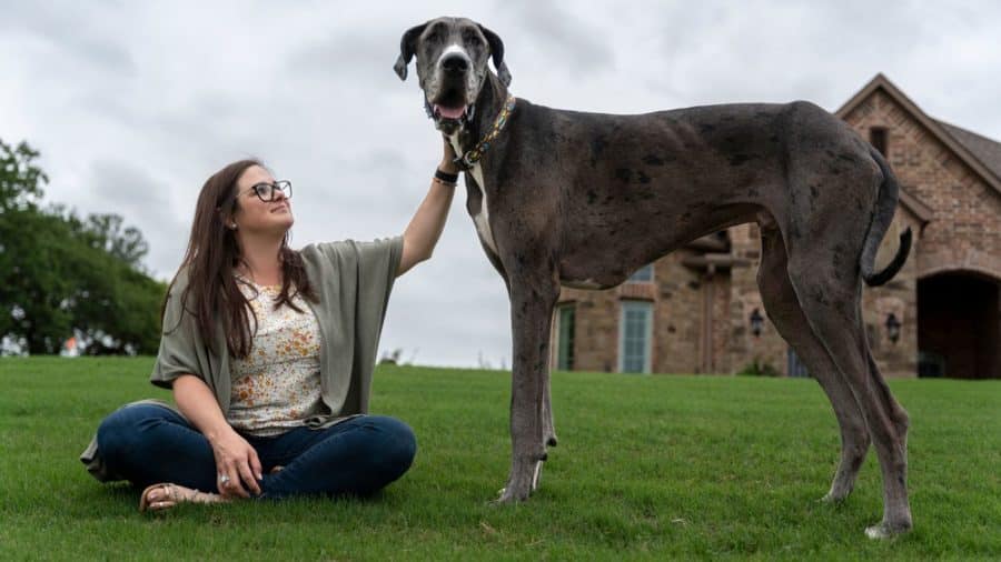 Zeus the Great Dane