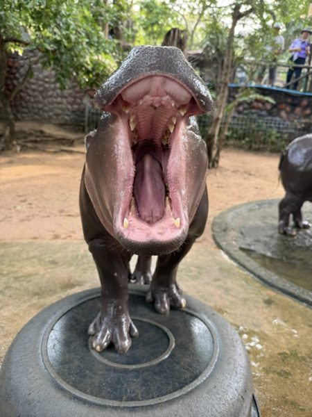 หมูเด้ง